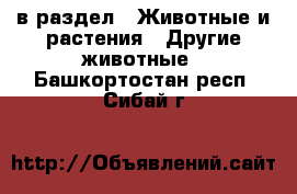  в раздел : Животные и растения » Другие животные . Башкортостан респ.,Сибай г.